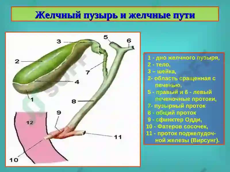 Желчнокаменная болезнь. Холециститы, диагностика и лечение 4