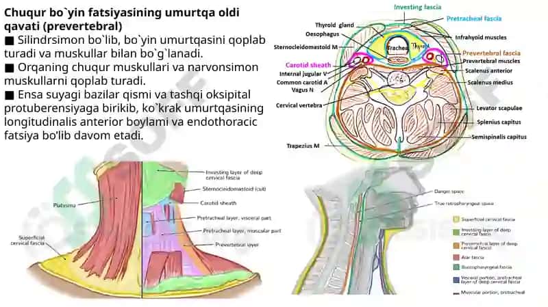 Chuqur bo’yin fasiyasi, Prevertebral yoki chuqur bo’yin mushaklari. 4