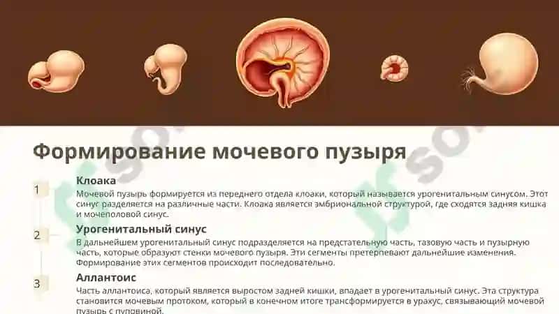 эмбриогенез мочеполовых органов 4