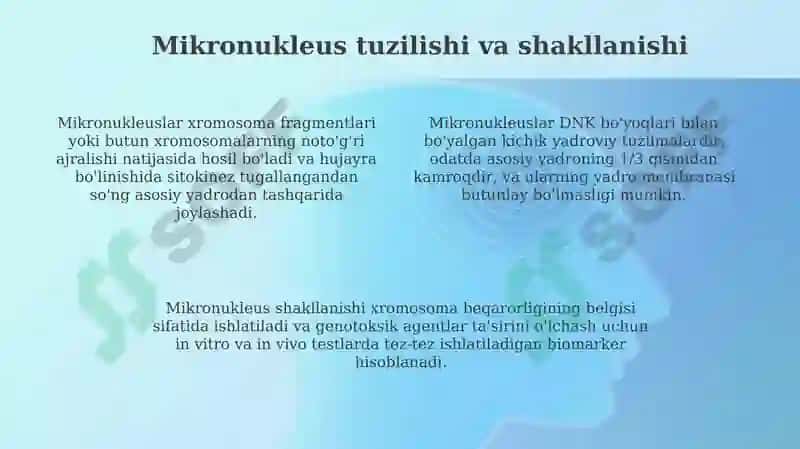 Sentrosoma va mukronaycha tuzilishi 4
