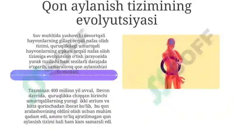 Umurtqali hayvonlarning qon aylanish sistemasi 4