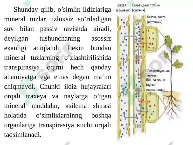 Ildizlardaionlarning tashiluvi 4