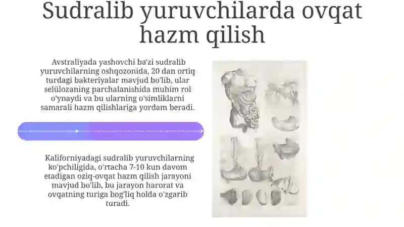 Ovqat hazm qilish tizimi 4