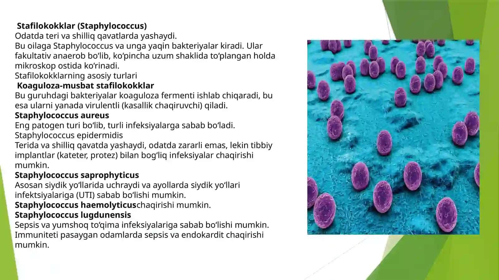 Patogenkokklar stafilokkok, streptokkok, pnevmokkok, meningokkok, vagonokokklarga umumiy xarakteristikasi va etiologiyasi 4
