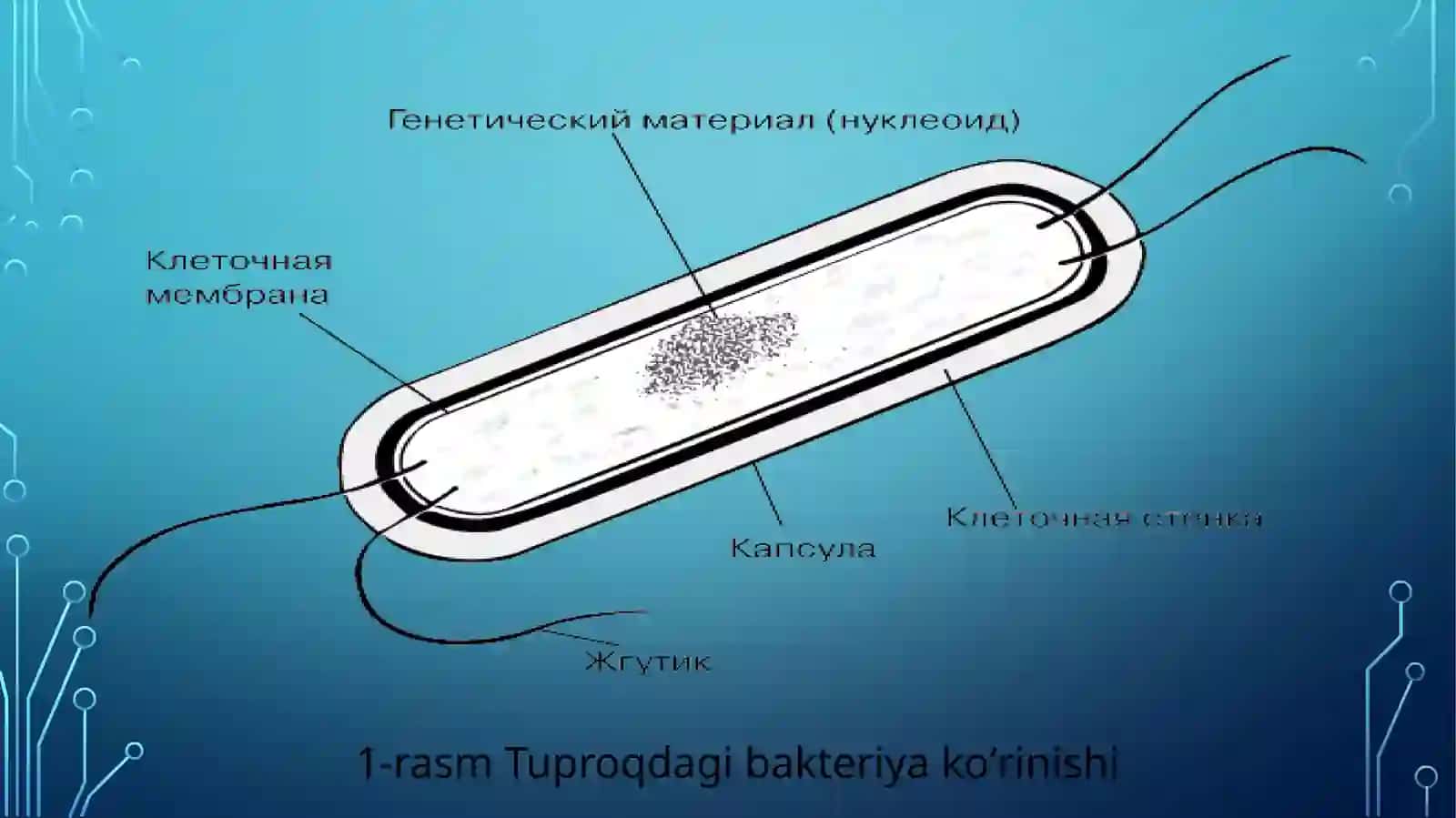 Tuproq bakteriyalari vazamburugʻlari 4