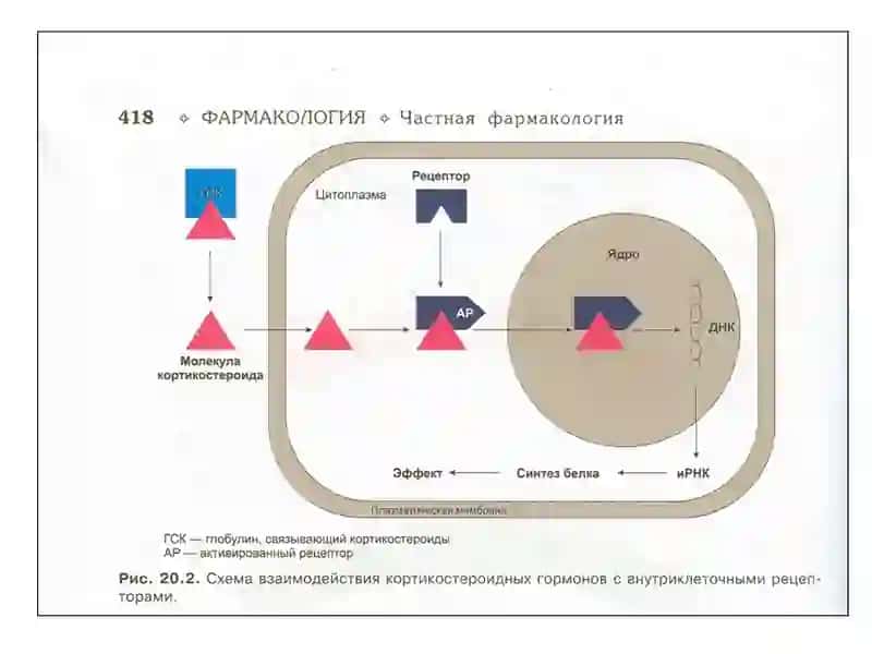 Гормонлар 4