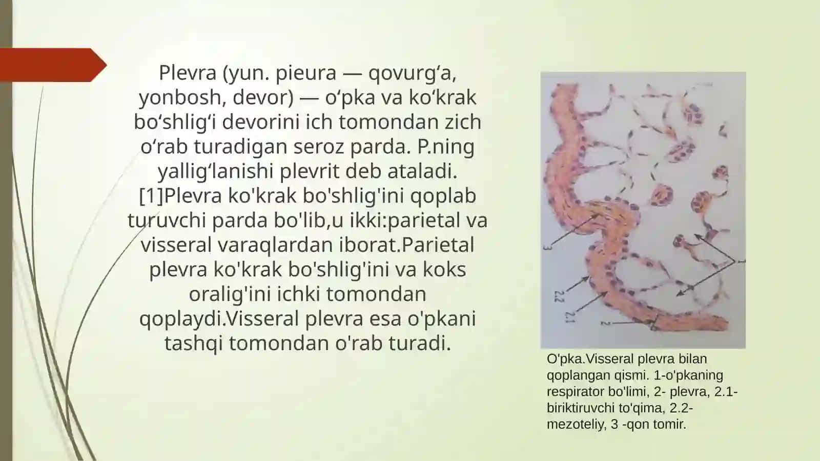 O’pkalar.Plevra.Ko’ks oralig’i va ularning yoshga qarab o’zgarishi.Qiziqarli faktlar 4