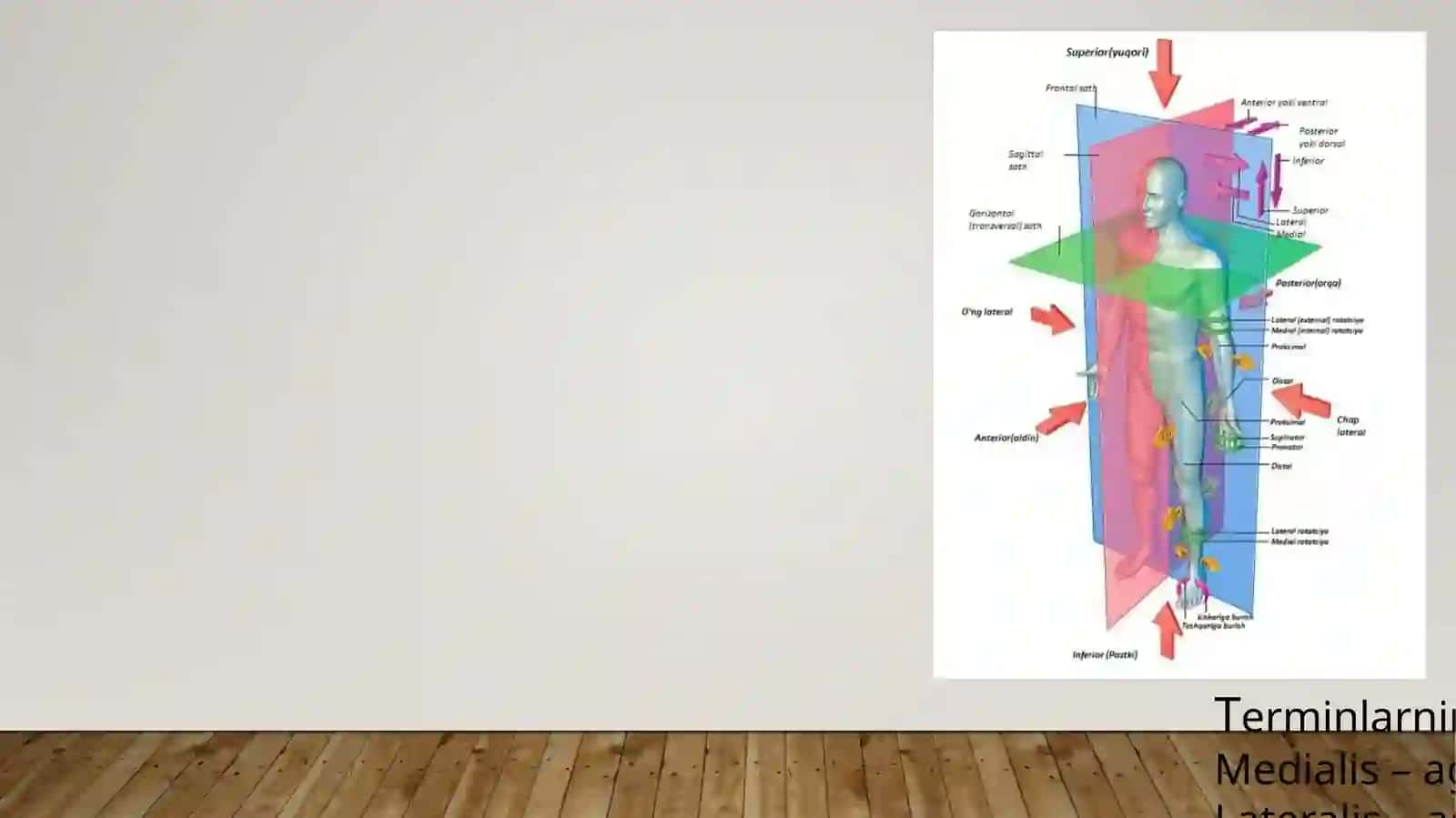 Maxsus anatomik terminlar 4
