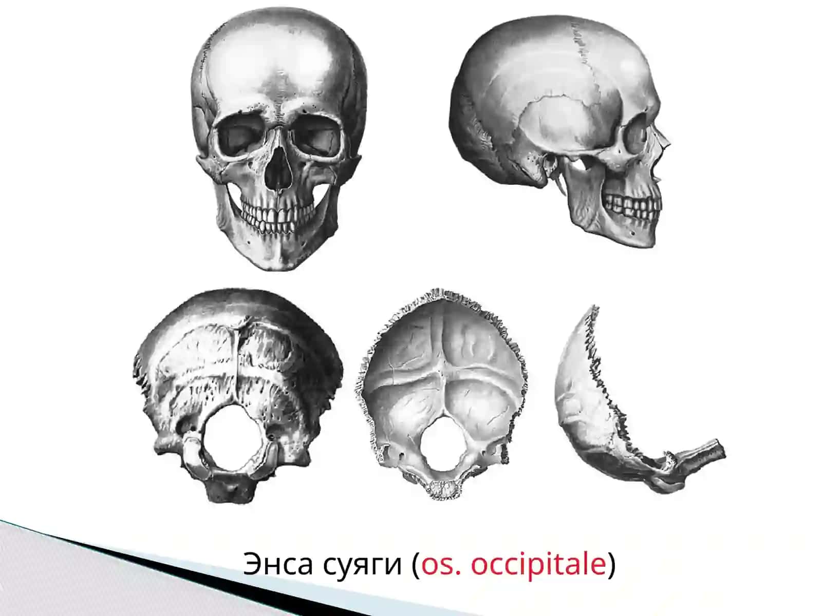 Бош, гавда ва қўл-оёқлар скелети 4