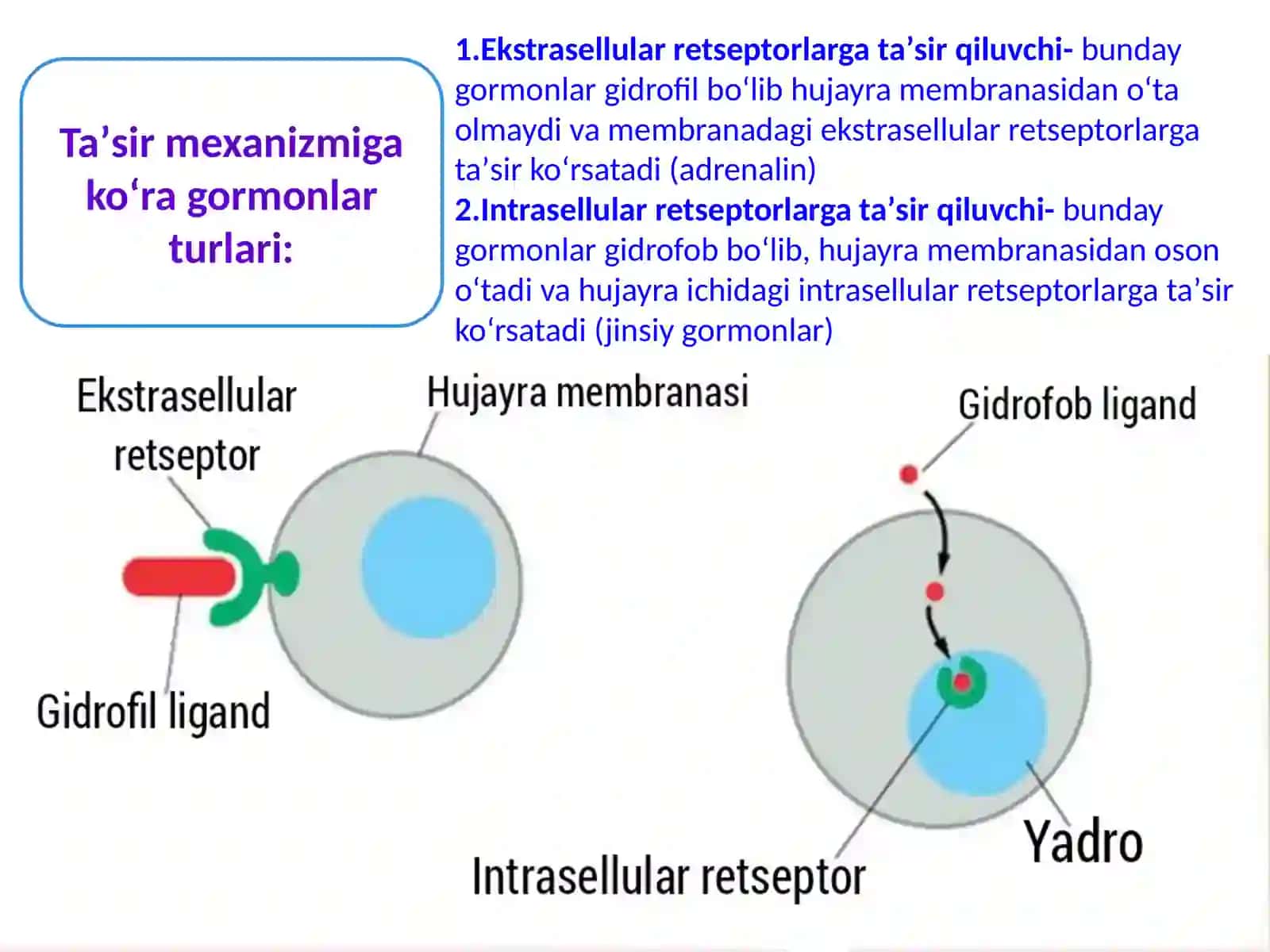 ENDOKRIN SISTEMASI BIOKIMYOSI-1 4