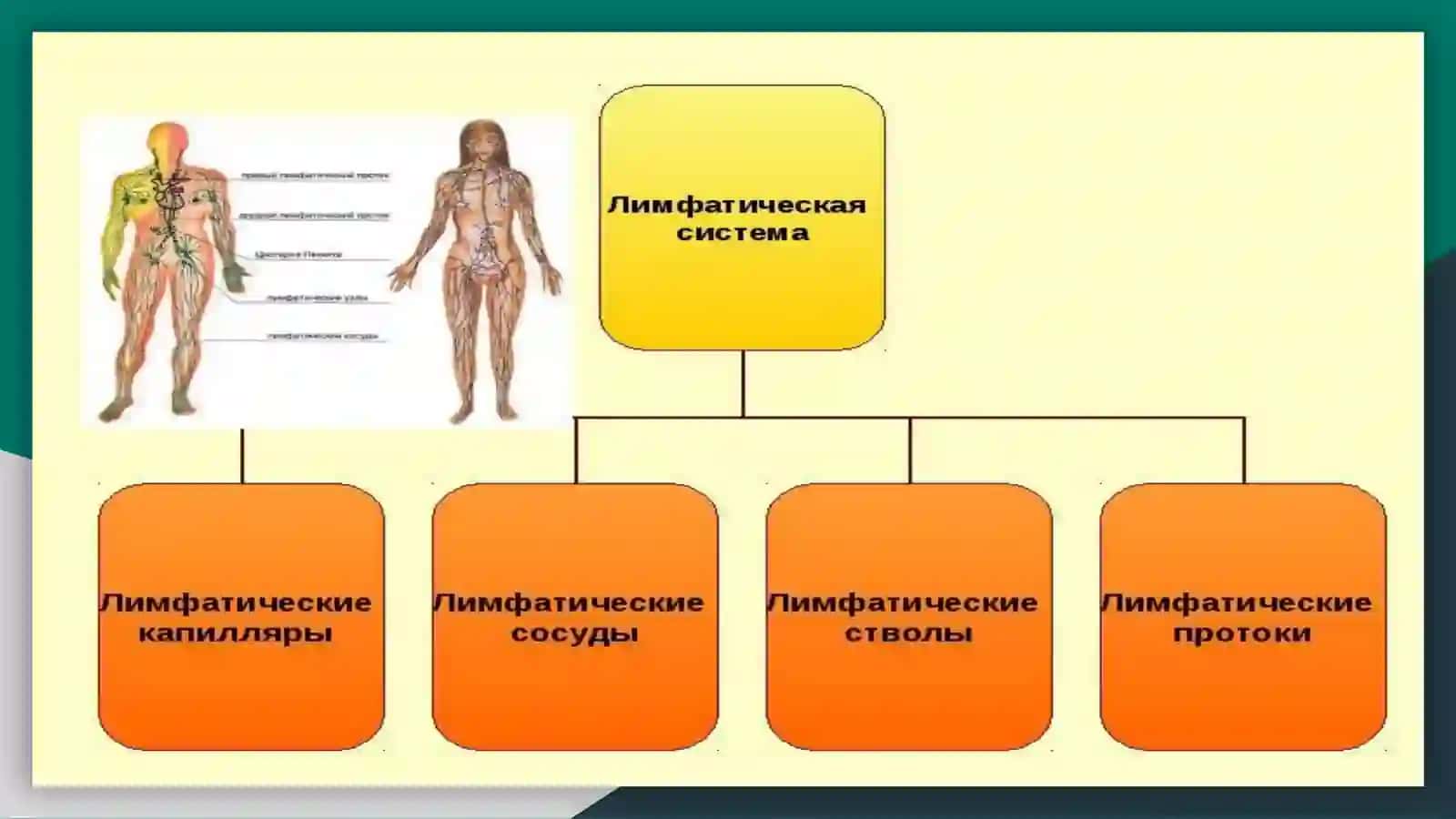 Лимфатическая система или лимфология 4