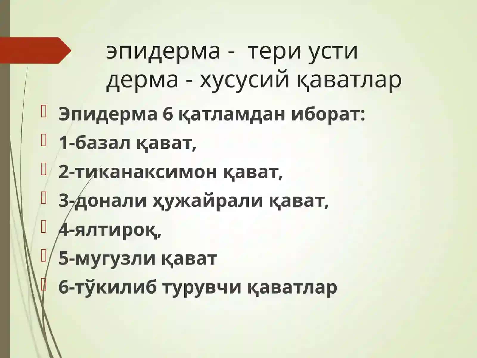 Тери ва тери ости ёғ тўқимаси 4
