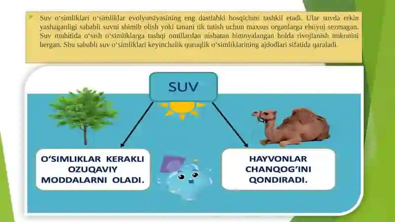 O'simliklarni kelib chiqishi va organlarning paydo bo'lishi 4