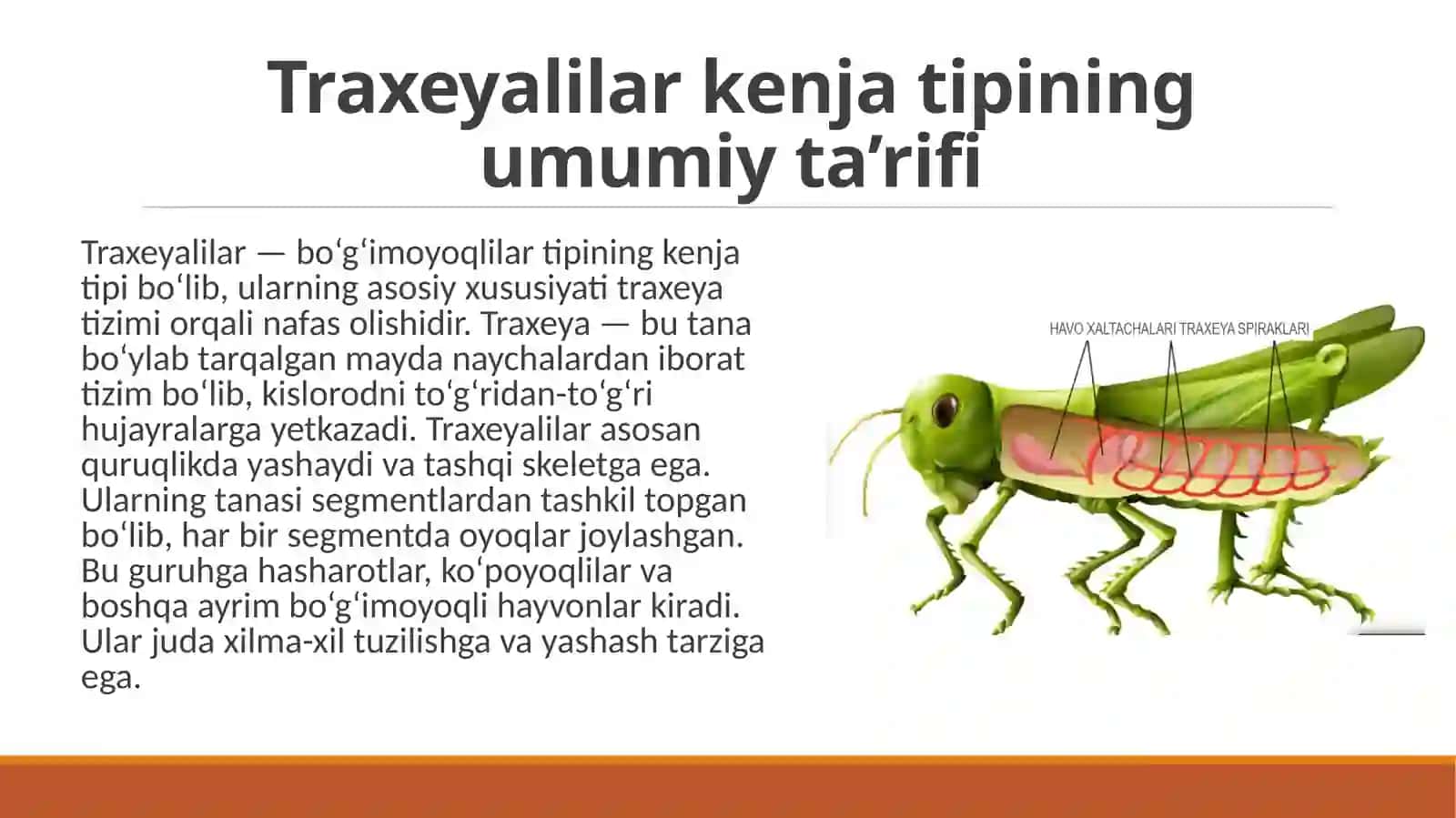 Traxeyalilar (Tracheata) kenja tipi Traxeyalilar ( Tracheata) kenja tipining umumiy ta'rifi. 4