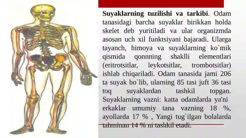 Tayanch-harakat apparatining yosh xususiyatlari va gigiyenasi 4
