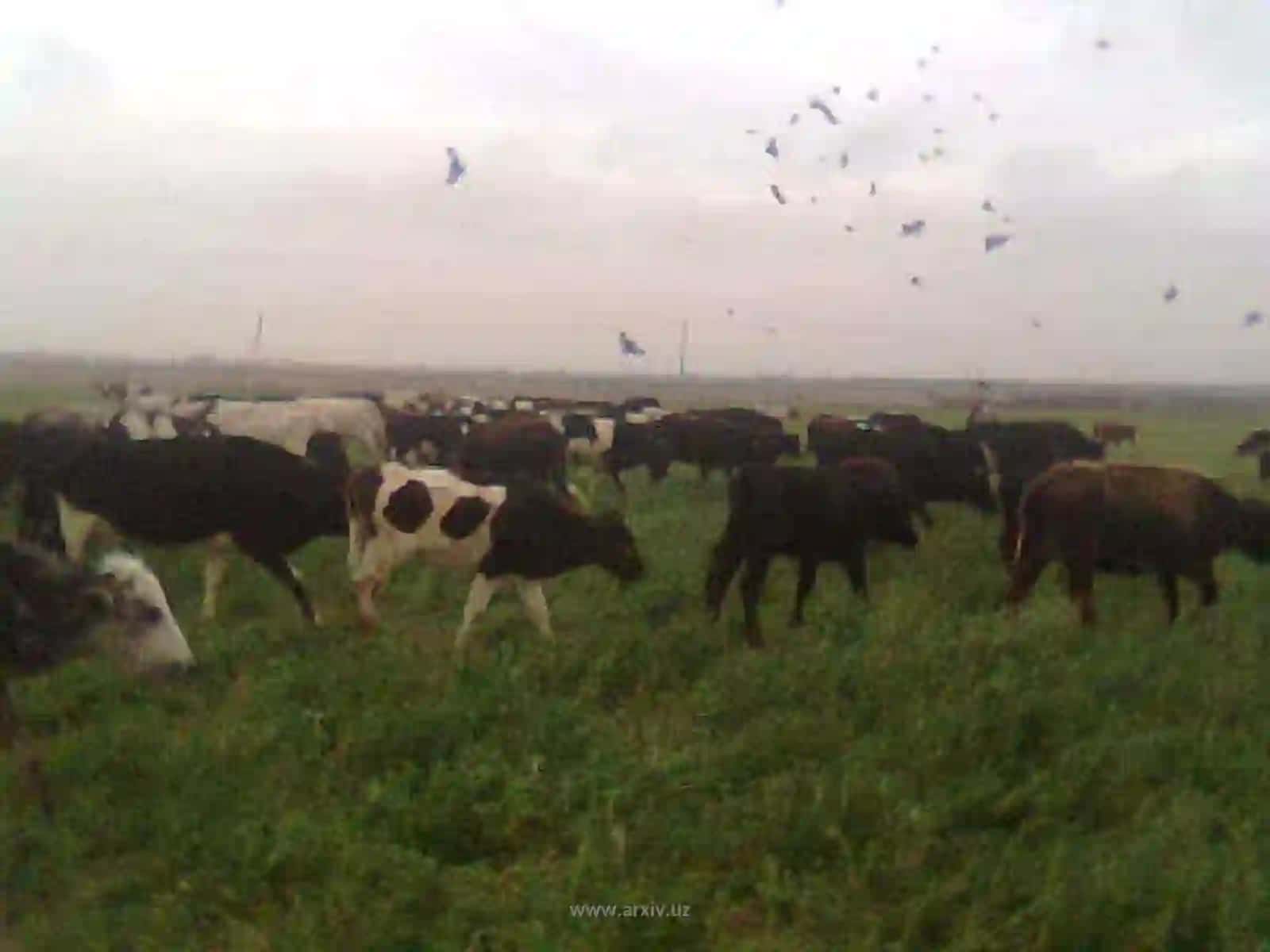 Чорвачилик ва паррандачиликнинг атроф мухит тозалигига таъсири 4
