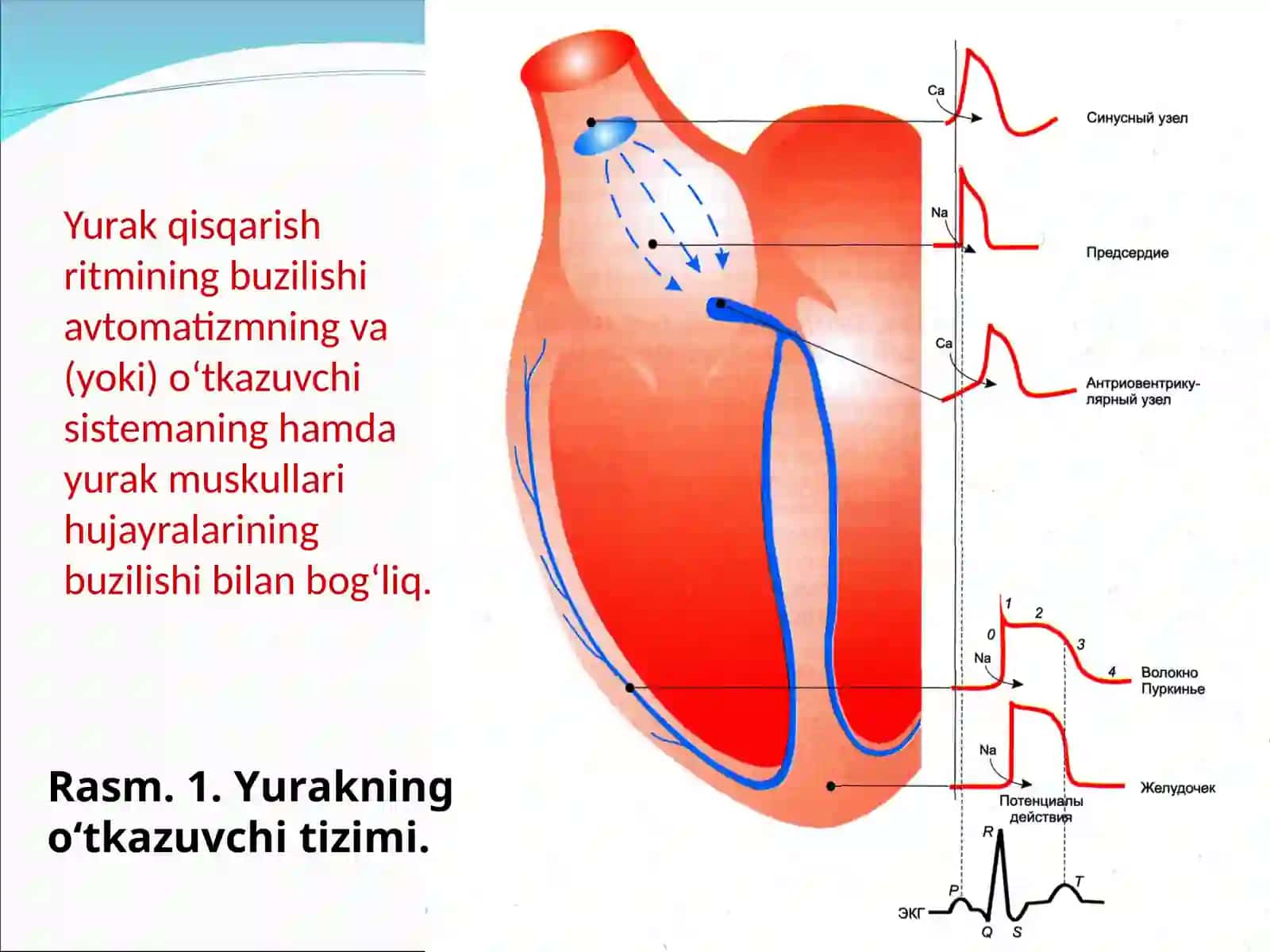 aritmiyaga qarshi moddalar 4
