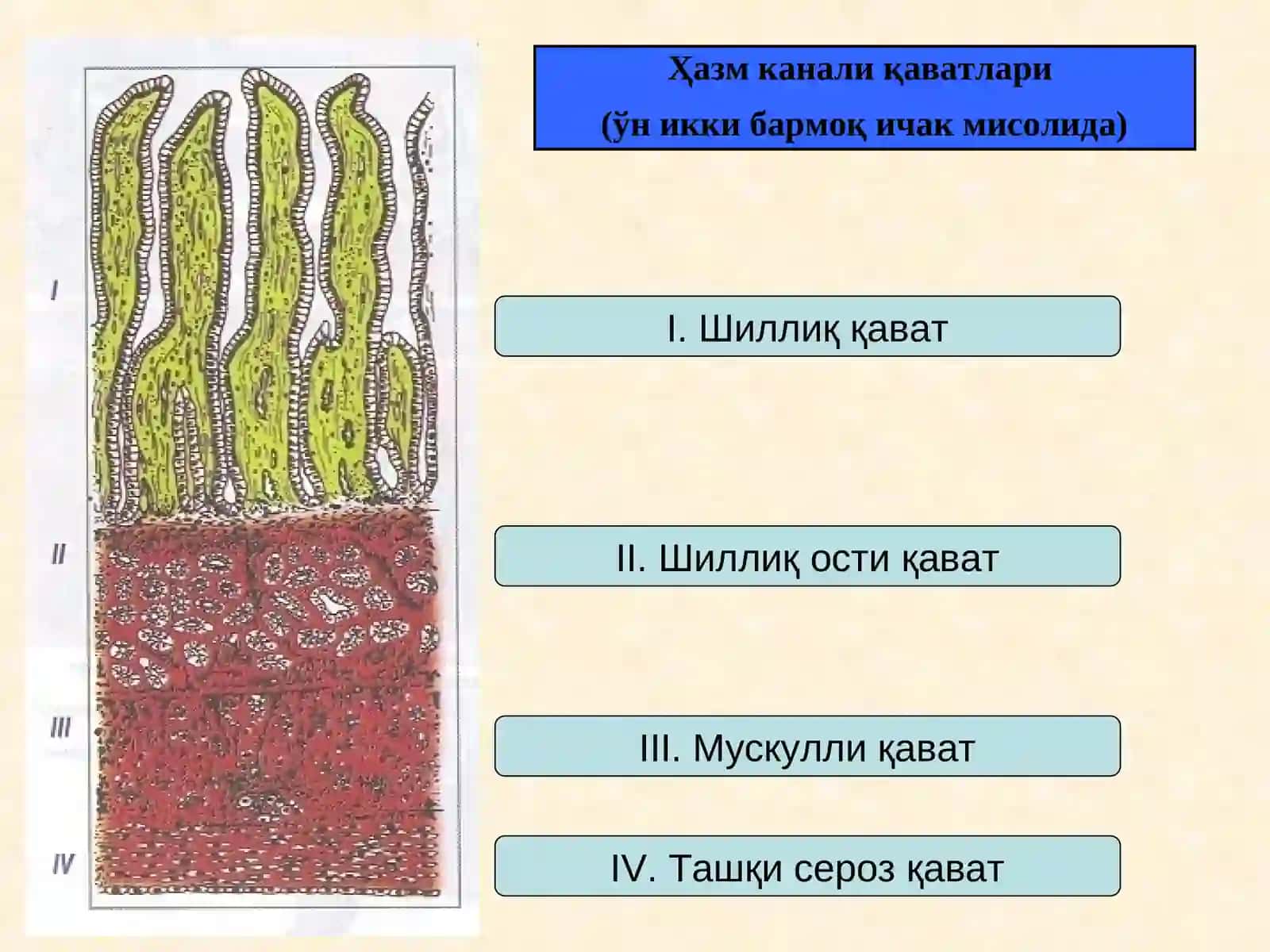 Ҳазм тизимининг умумий тузилиши 4