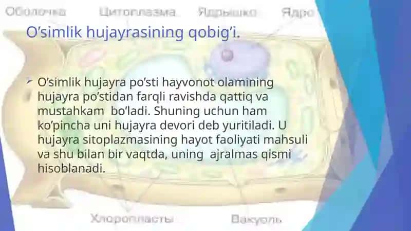 O’simlik hujayrasining  qobig’i, uning o’sishi va kimyoviy tarkibi. 4