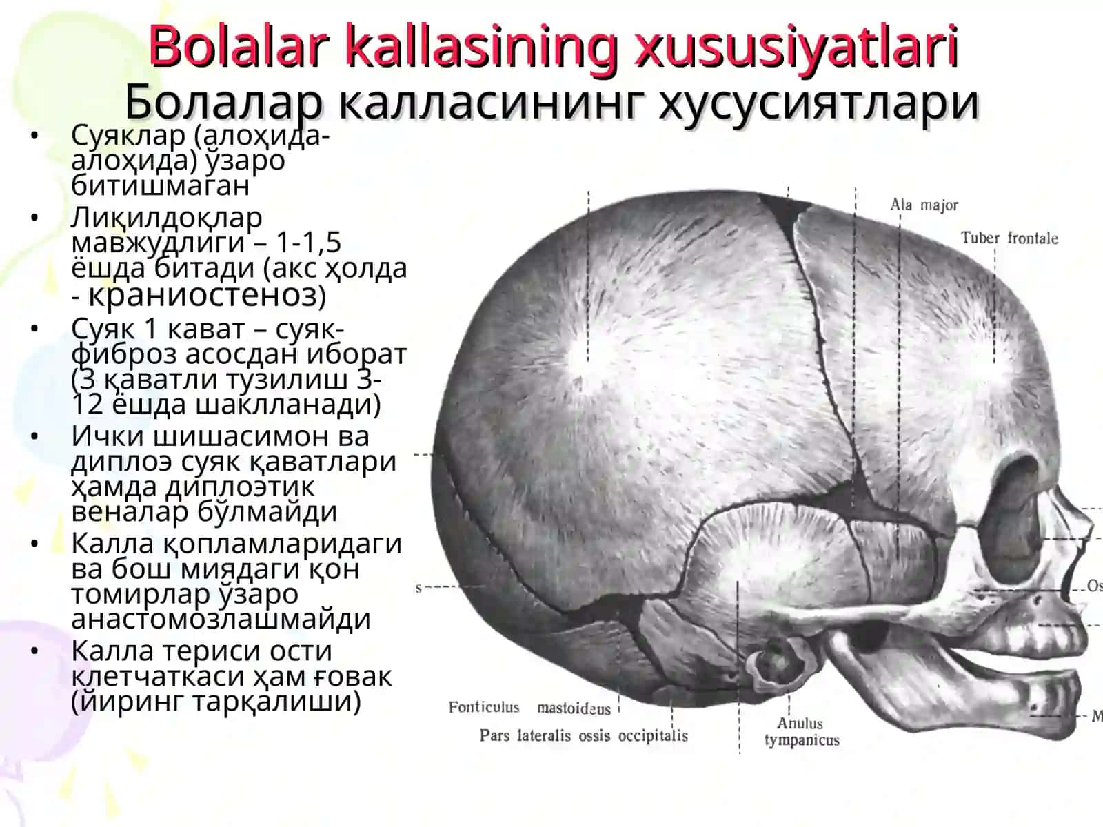 KALLA VA BOSh MIYaNING JARROhLIK ANATOMIYASI 4