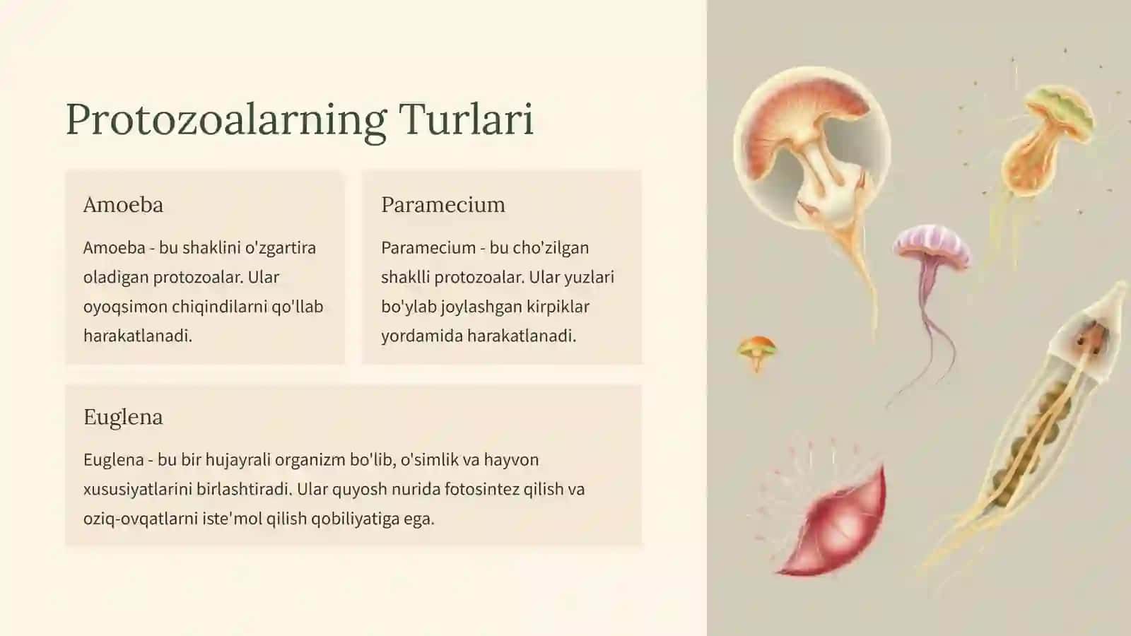 Umurtqasizlar: Hayvonlar Dunyosining Xilma-xilligi 4