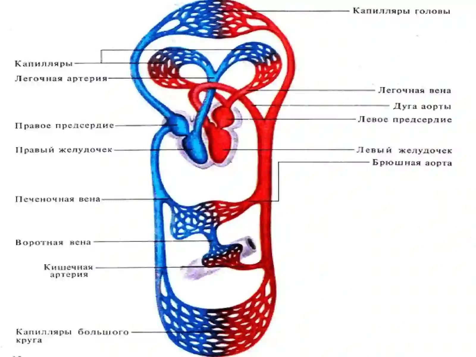 Юрак мушакларининг физиологик хоссалари 4