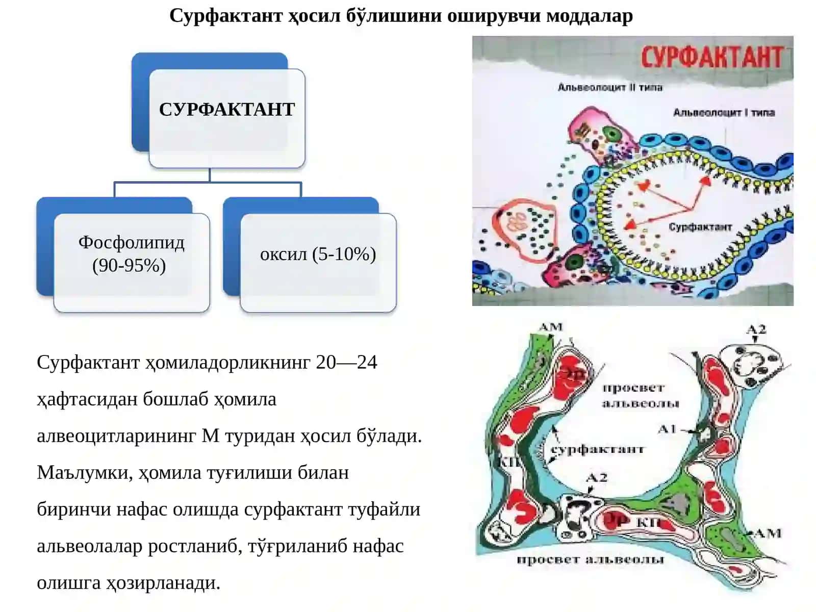 Нафас тизими фаолиятига таъсир этувчи дори воситалари 4