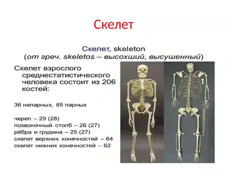 Кости 4