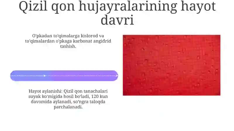 Qizil Qon Tanachalari Tadqiqoti va Kelajak Yo'nalishlari 4