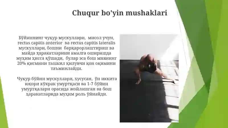 Bo'yin sohasining mushak va fastsiyalari hamda topografiyasi 4