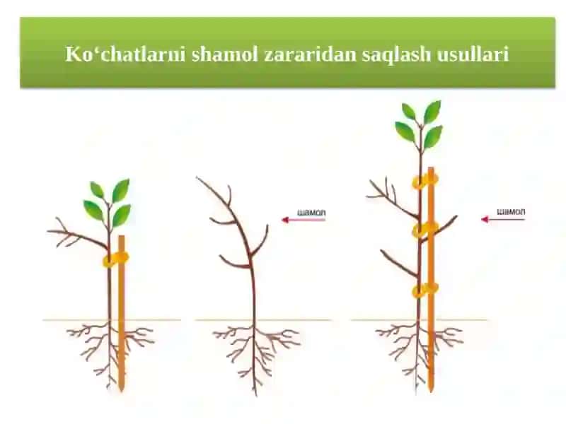 Meva ko‘chatzorining ikkinchi dalasida Tadbirlar Reja 4