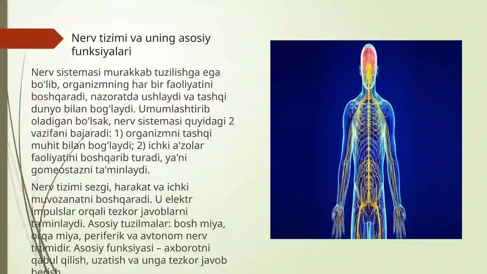 Endokrin va nerv tizimining aloqasi.Endokrin va immun tizimining o`zaro aloqasi 4