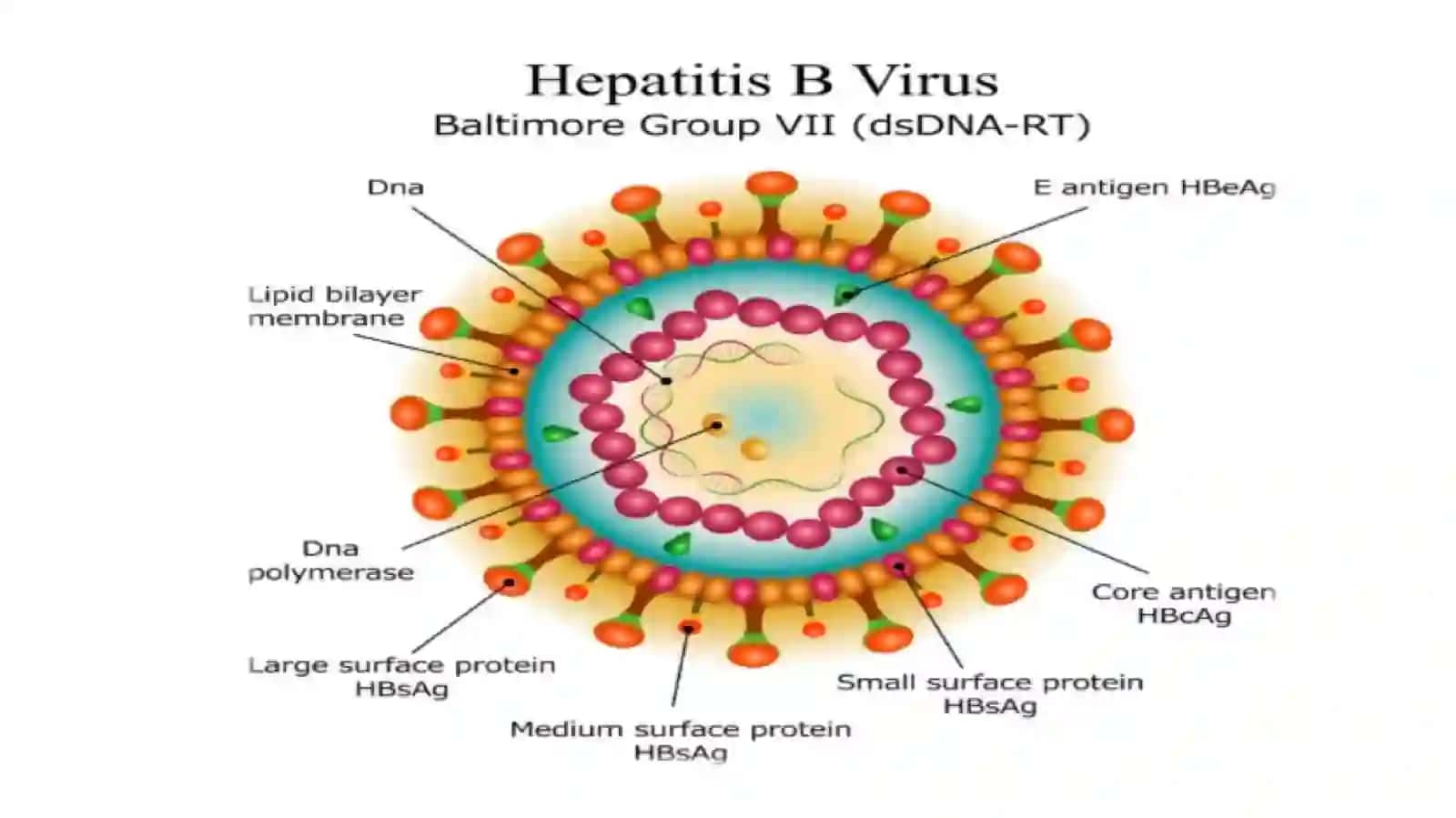 Gepatit B infeksiyasi(HBV) 4