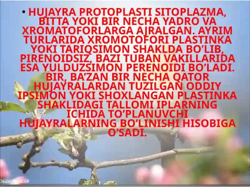 Qizil suvo’ttoifalar (Rhodophyta) 4