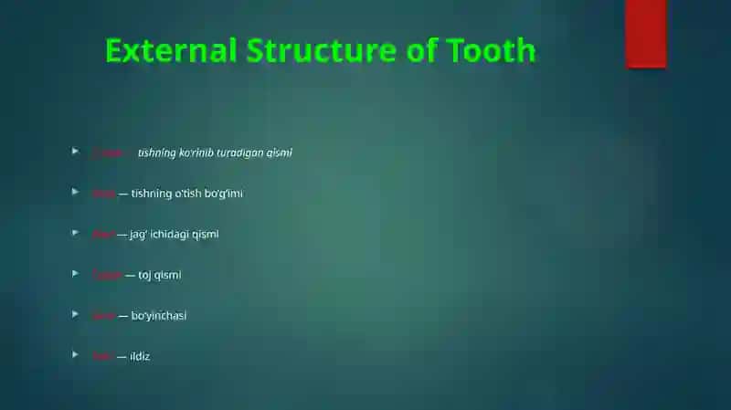 TOOTH ANATOMY 4