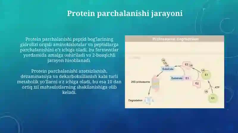 Protein parchalanishi jarayoni 4