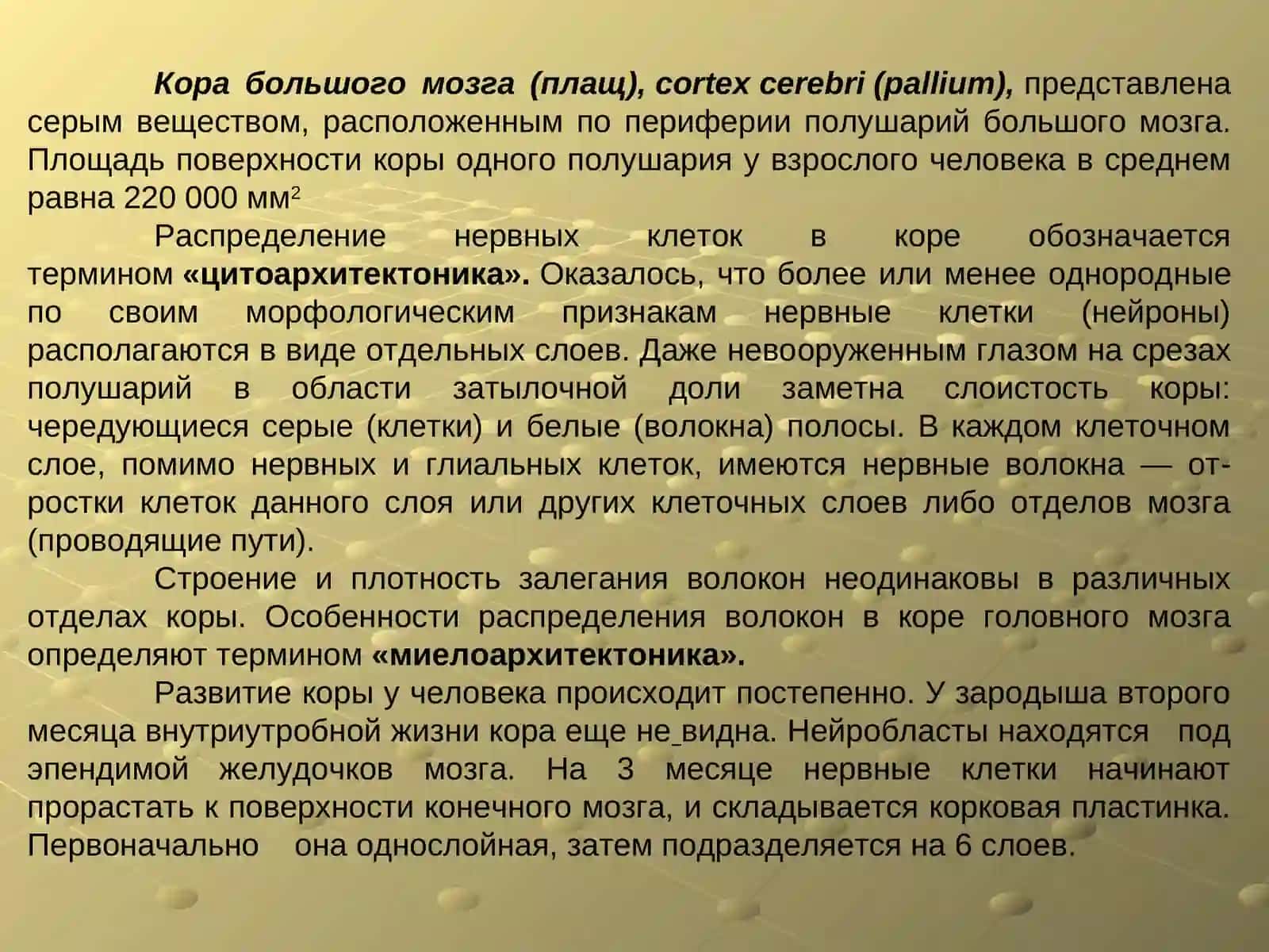 Лекция 20: Кора головного мозга 4