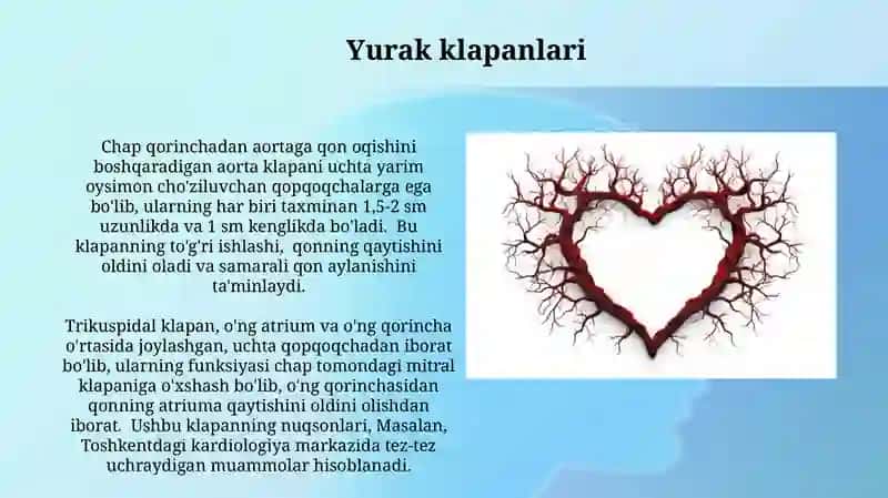 Qon tomirlar va yurak 4