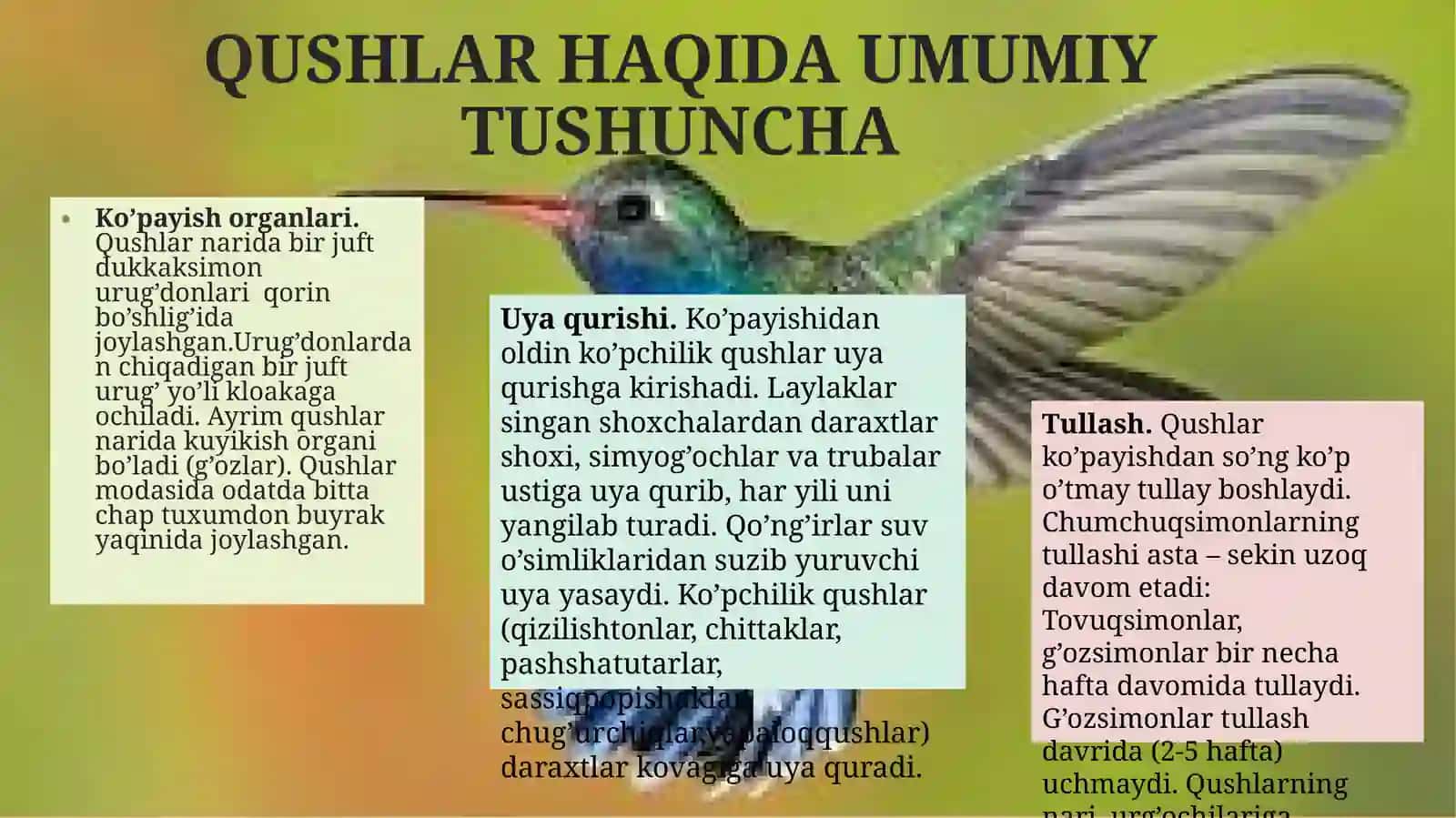 Chumchuqsimonlar Turkumi va Ularning Tarqalishi 4