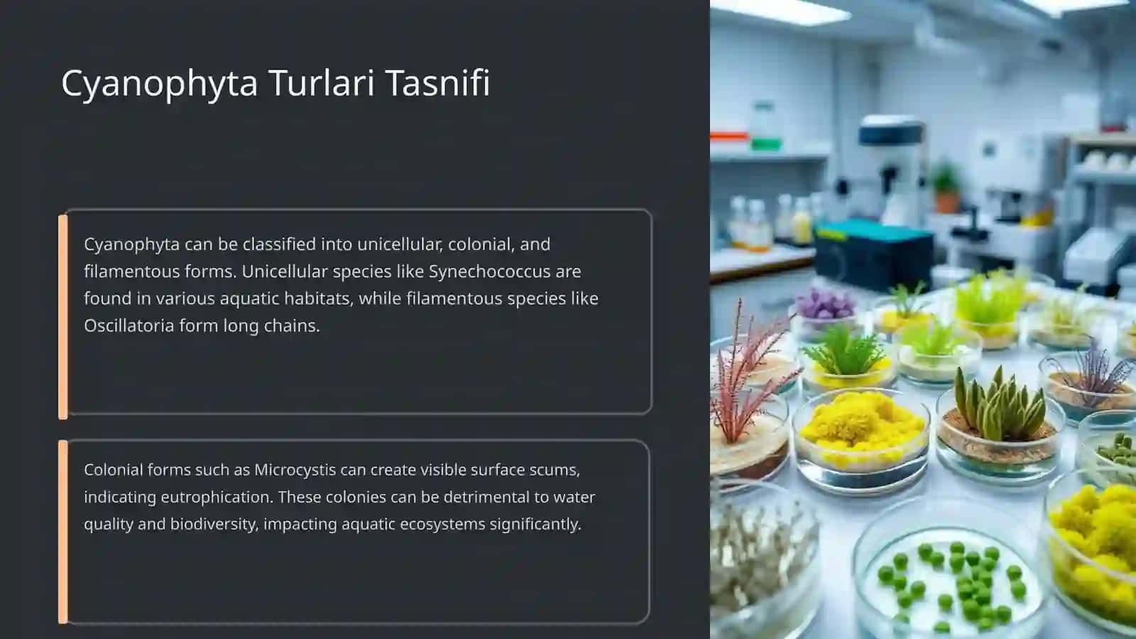 KOʻK YASHIL SUV OʻTLARI(CYANPHYTA) TURLARINING EKOLOGIK AHAMIYATI VA SUV HAVZALARIDAGI ROʻLI 4
