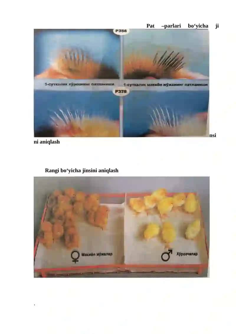 Qishloq xo’jalik parranda jo’jalarini jinslarga ajratish 4