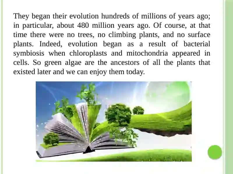 About plants 4