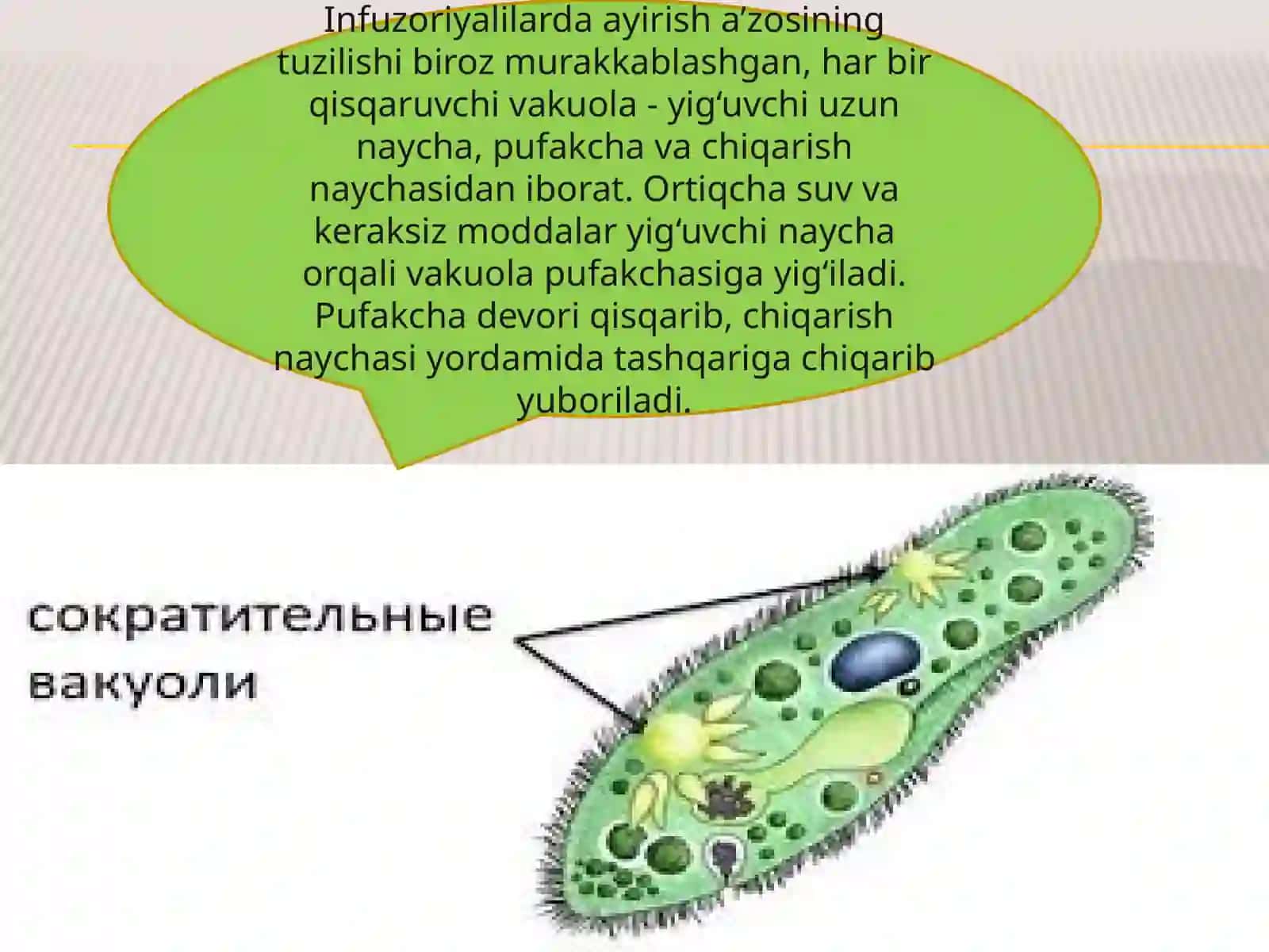 HAYVONLARNINGAYIRISHORGANLARI EVOLUTSIYASI 4