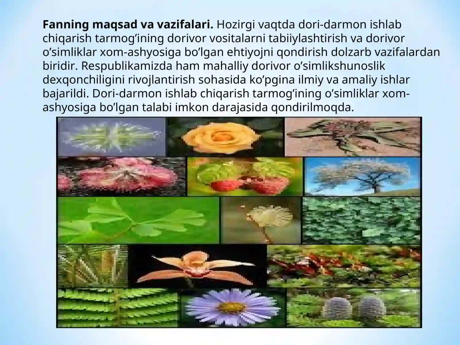 DORIVOR O'SIMLIKLAR FLORASI VA SISTEMATIKASIGA KIRISH 4