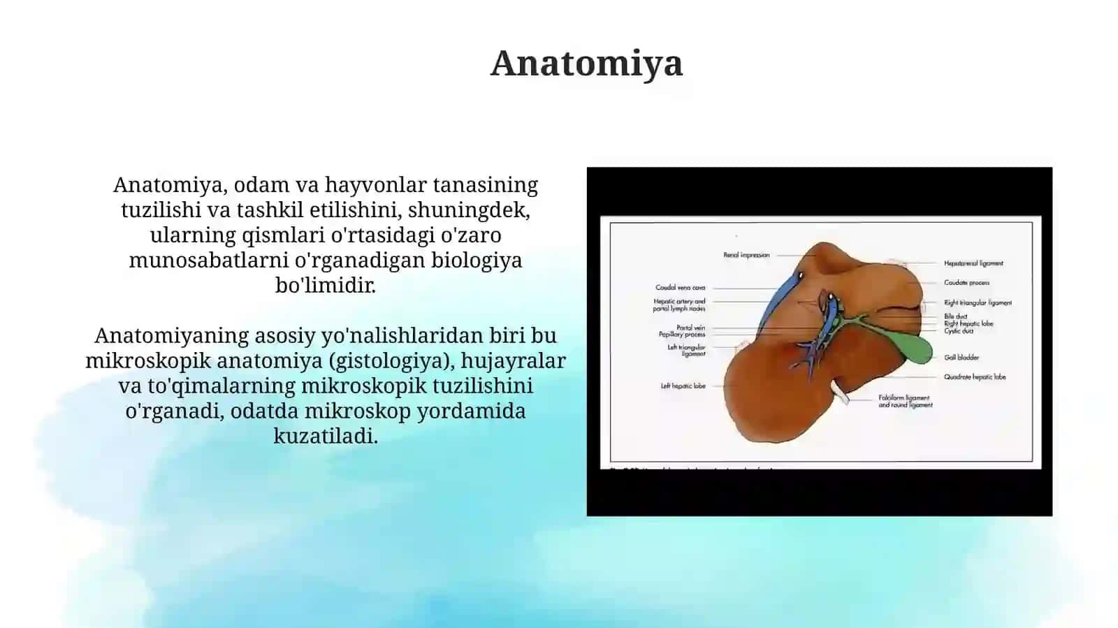 Anatomiya 4