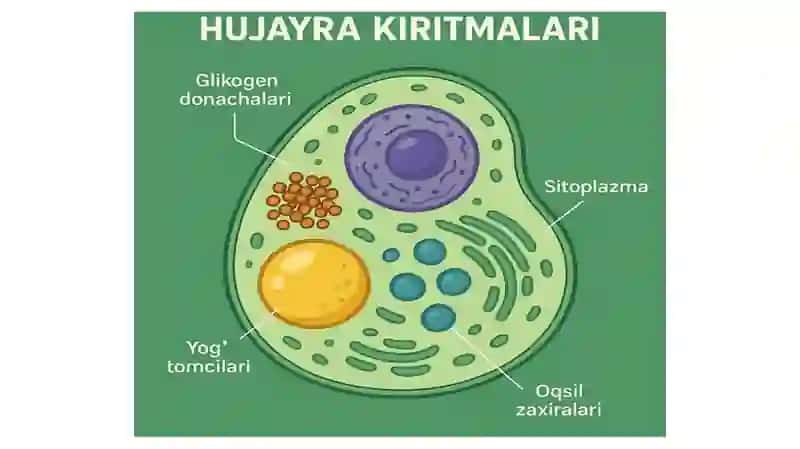 Hujayra Kiritmalari 4
