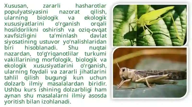 To‘g‘ri qanotlilar turkumi vakillari 4
