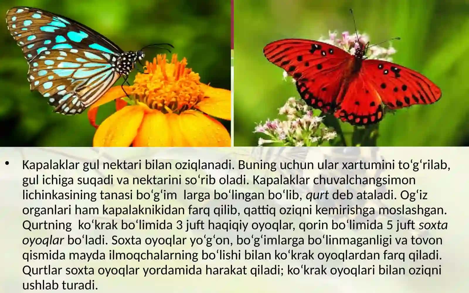 7-sinf Zoologiya 'To'liq o'zgarish bilan rivojlanadigan hasharotlar tangachaqanotlilar turkumi' ko'rgazma 4