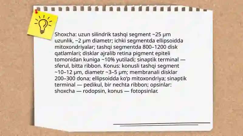 Fotoretsepsiyaning morfologik asoslari 4
