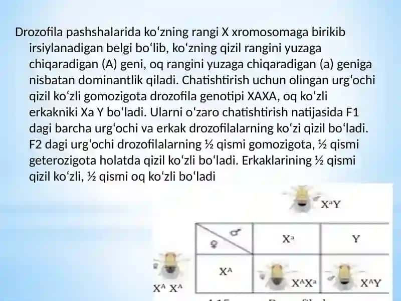 Belgilarning Jinsga Bog‘liq Holda Irsiylanishi 4